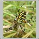 Argiope bruennichi - Wespenspinne 05.jpg